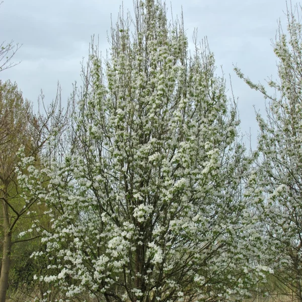 Pyrus communis subsp. caucasica – Poirier sauvage