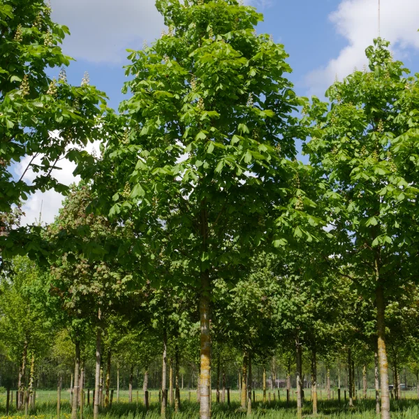 Aesculus hippocastanum 'Baumannii' – Marronnier blanc à fleurs doubles