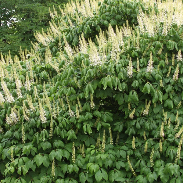 Aesculus parviflora – Pavier blanc