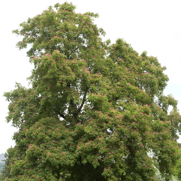 Aesculus pavia – Marronnier de Virginie