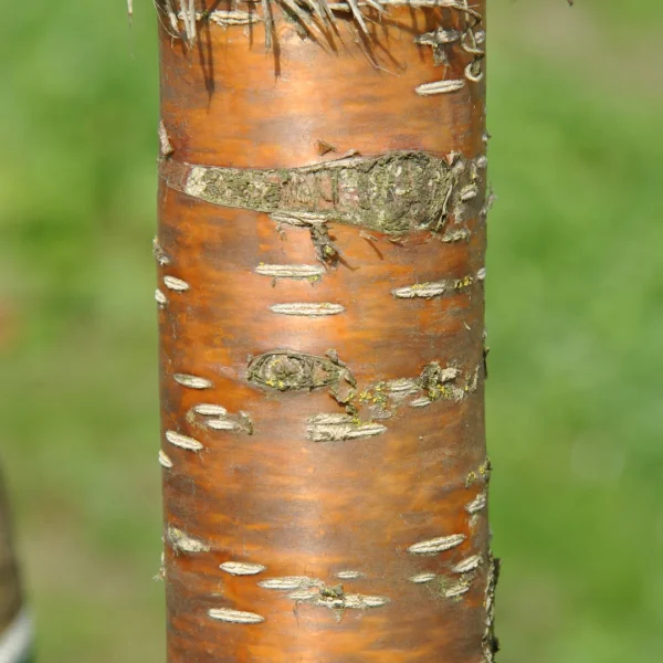 Prunus maackii 'Amber Beauty' – Prunus maackii 'Amber Beauty'