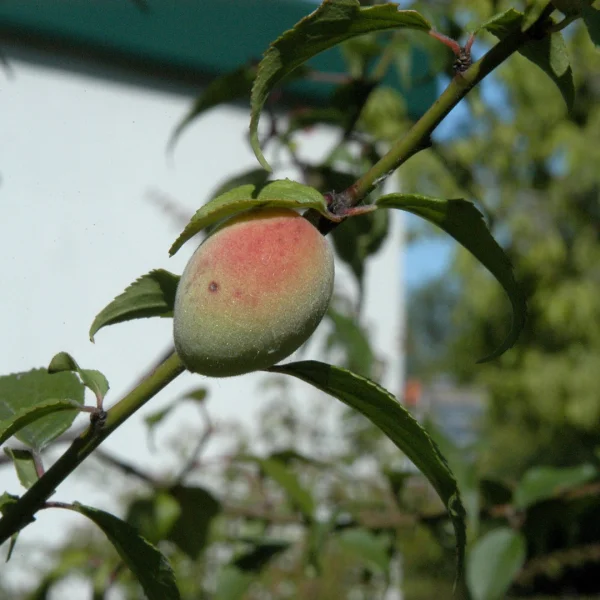 Prunus mume – Prunus mume
