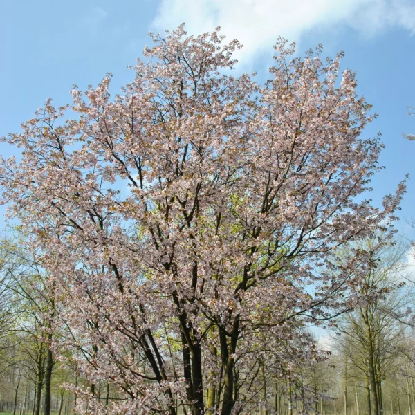 Prunus sargentii – Cerisier de Sargent