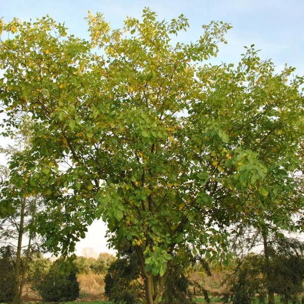Ptelea trifoliata – Ptélée, Orme de Samarie