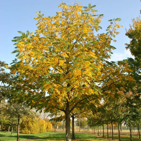 Pterocarya fraxinifolia – Ptérocaryer à feuilles de frêne, Ptérocaryer du Caucase