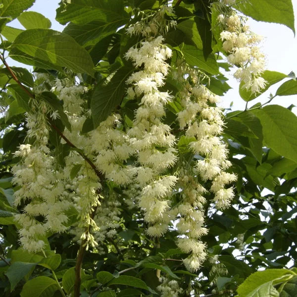 Pterostyrax hispida – Pterostyrax hispida