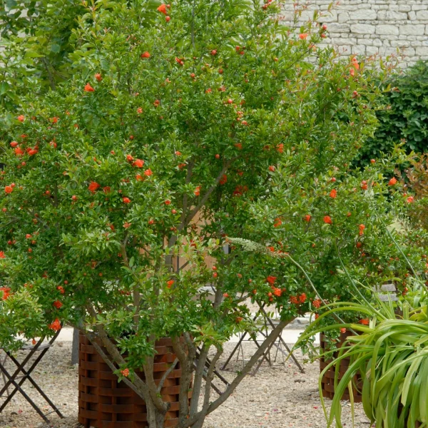 Punica granatum – Grenadier