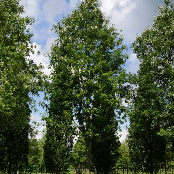 Quercus castaneifolia – Chêne a feuilles de châtaignier, Palout
