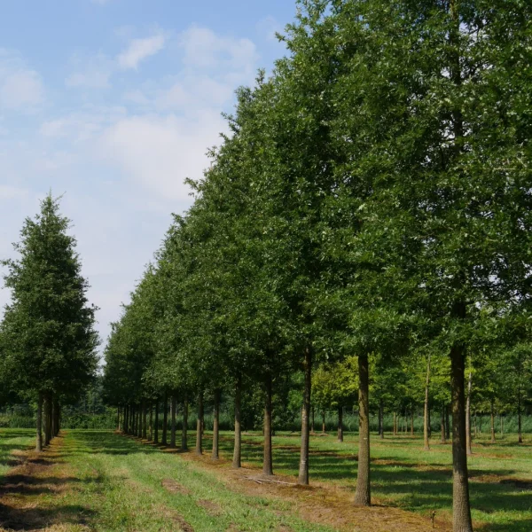 Quercus cerris – Chêne chevelu de Bourgogne, Doucier, Chêne Lombard