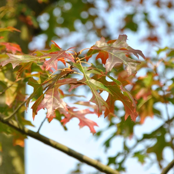 Quercus ellipsoidalis – Quercus ellipsoidalis