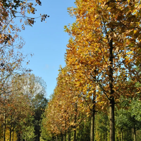 Quercus frainetto – Chêne de Hongrie, Frainetto