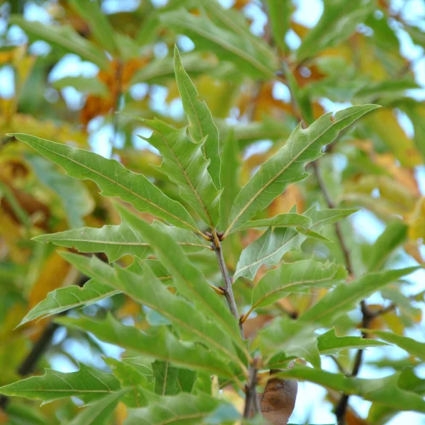 Quercus ×heterophylla – Chêne hybride de Bartram