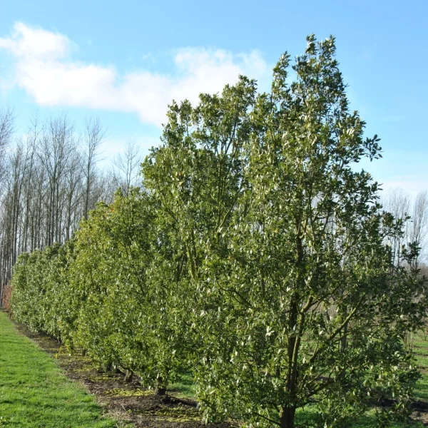 Quercus ×hispanica – Chêne hybride d’Espagne, Chêne donino