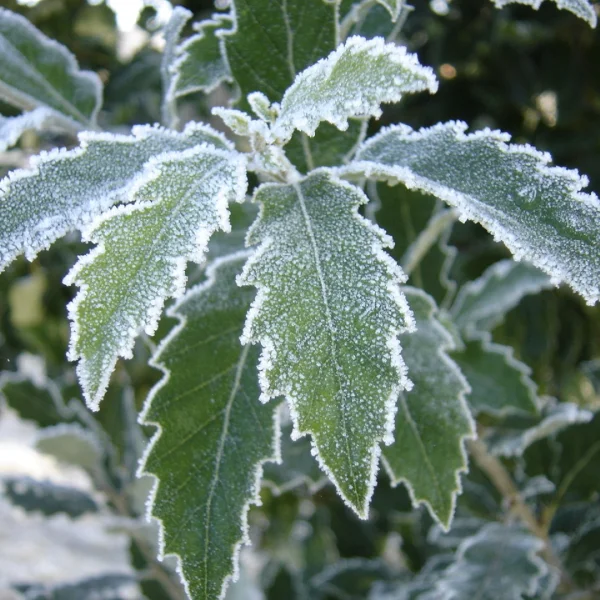Quercus ×hispanica 'Fulhamensis' – Quercus ×hispanica 'Fulhamensis'