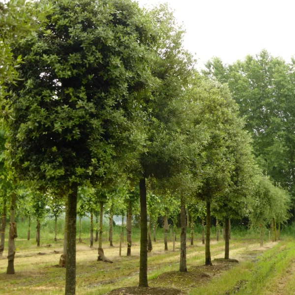 Quercus ilex – Chêne vert, Chêne Yeuse
