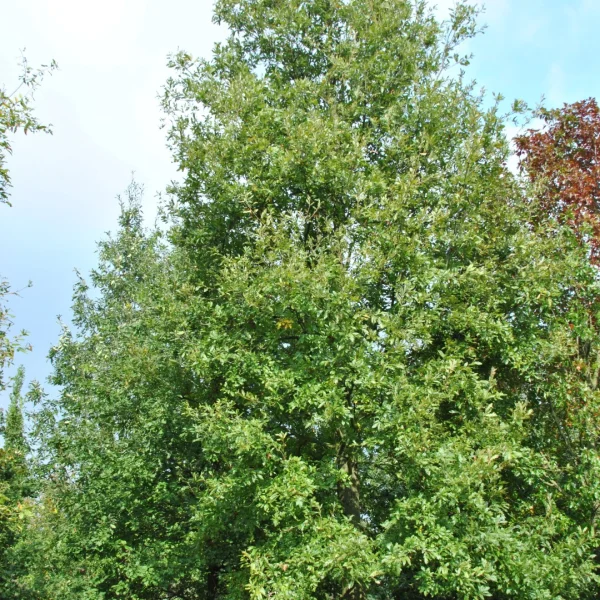 Quercus libani – Chêne du Liban