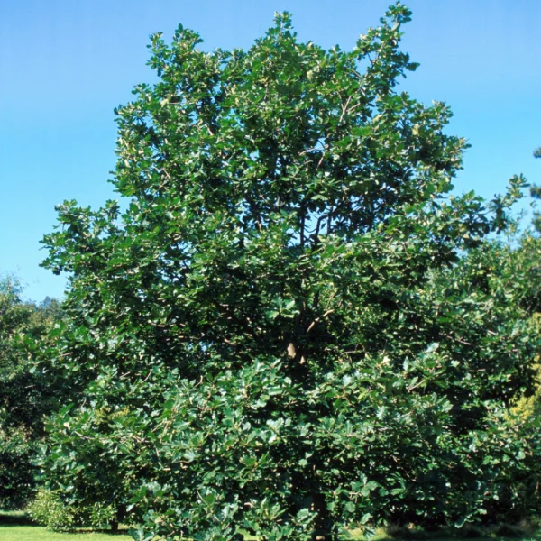 Quercus macranthera – Chêne de Perse, Chêne du Caucase