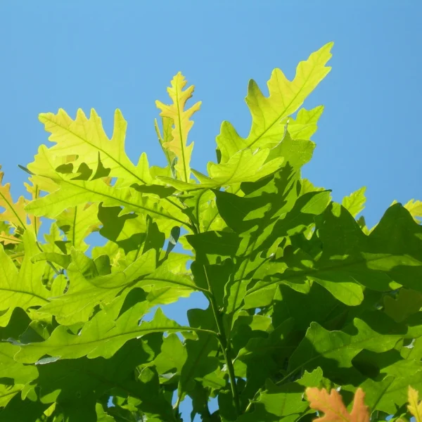 Quercus macrocarpa – Chêne à gros fruits, Chêne à gros glands