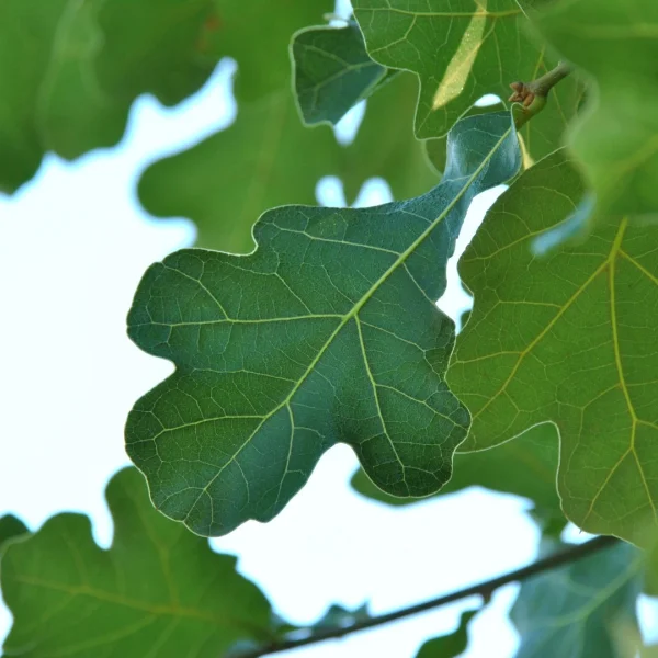 Quercus marilandica – Chêne du Maryland, Chêne noir, Jaquier noir