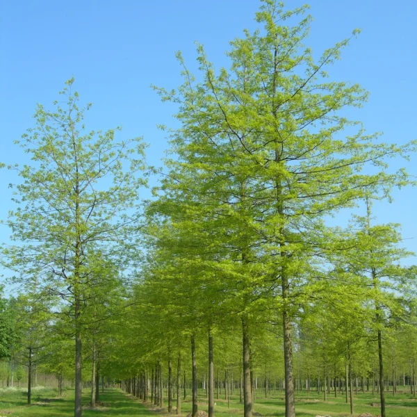 Quercus palustris – Chêne des marais, Chêne aquatique