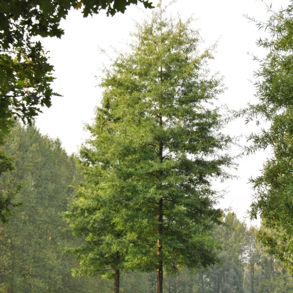 Quercus phellos – Chêne à feuilles de saule