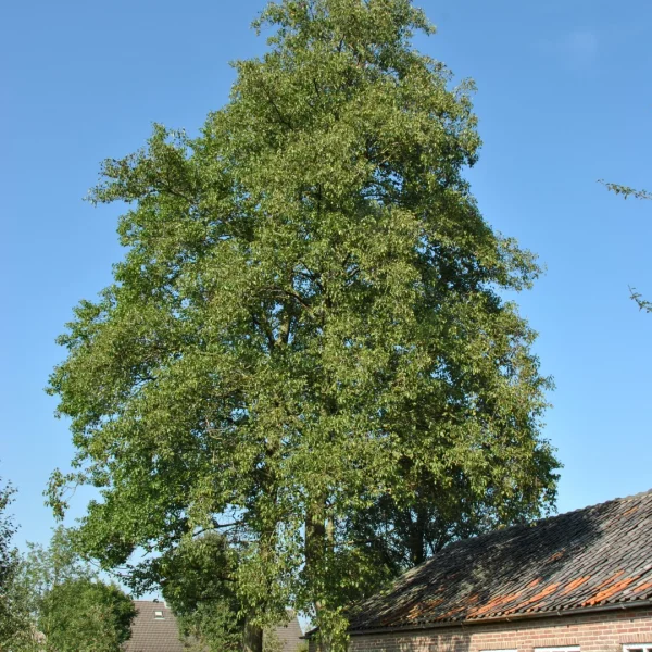 Alnus cordata – Aulne à feuilles en coeur
