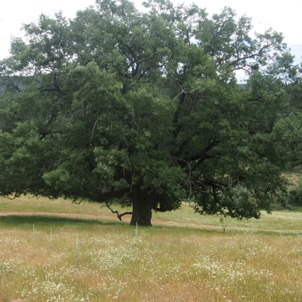 Quercus pyrenaica – Chêne tauzin, Chêne brosse