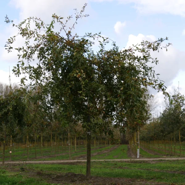 Quercus robur 'Pendula' – Quercus robur 'Pendula'