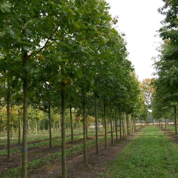 Quercus rubra – Chêne rouge d'Amérique