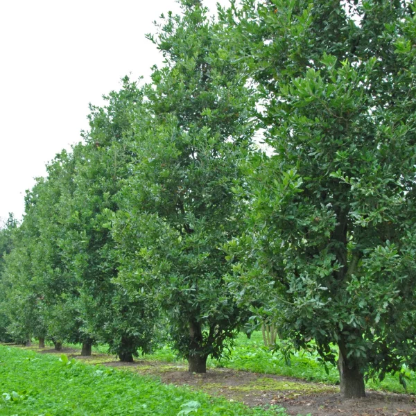 Quercus ×turneri 'Pseudoturneri' – Chêne de Turner