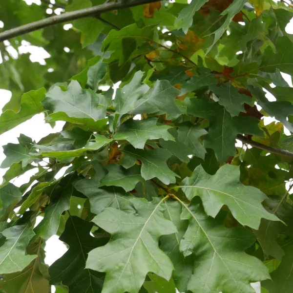 Quercus velutina – Chêne quercitron, Chêne de teintures, Quercitron