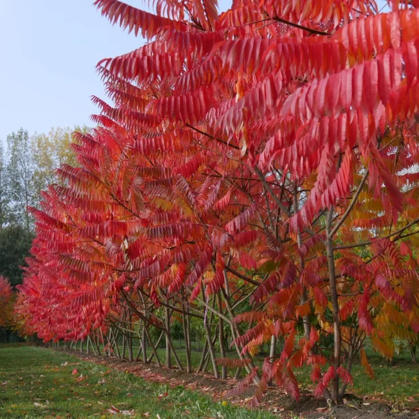 Rhus typhina – Sumac de Virginie, Vinaigrier