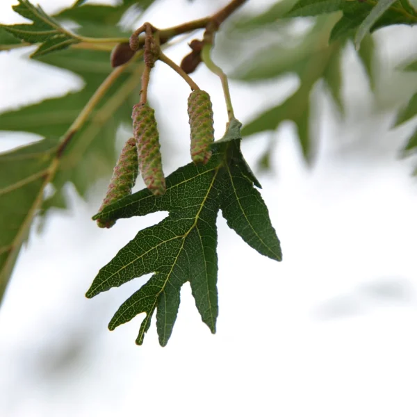 Alnus glutinosa 'Laciniata' – Alnus glutinosa 'Laciniata'