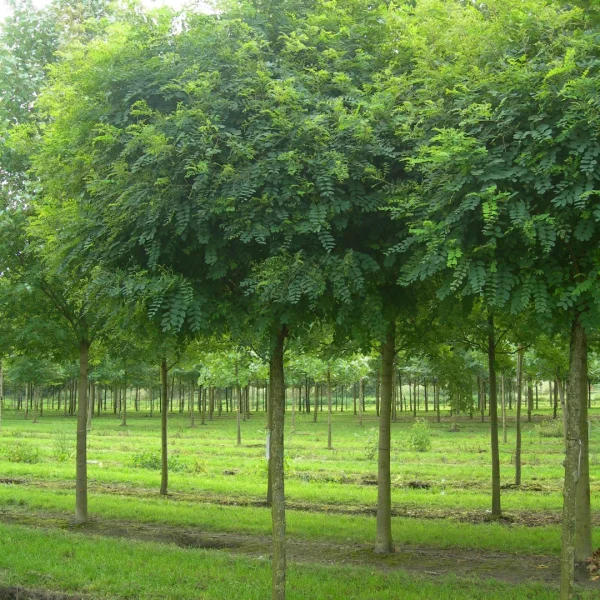 Robinia pseudoacacia 'Umbraculifera' – Acacia boule
