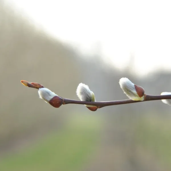 Salix caprea – Marsault, Saule marsault, Saule mâle