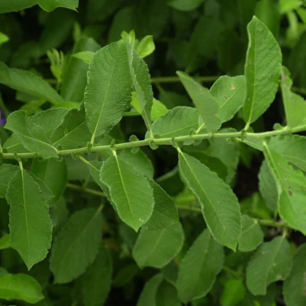 Salix cinerea – Saule cendré