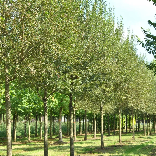 Salix fragilis – Saule fragile, Saule rouge