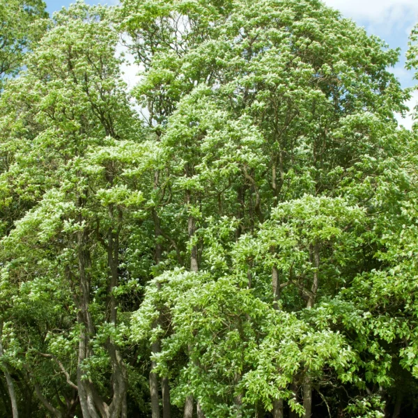 Sassafras albidum – Sassafras, Laurier des Iroquois