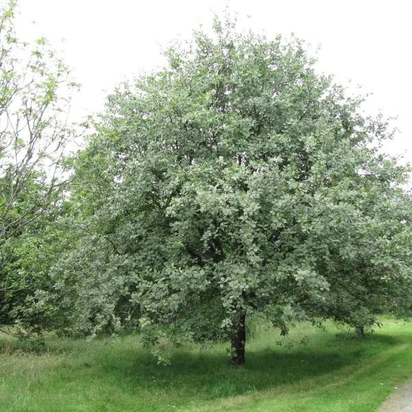 Sorbus aria – Alouchier, Alisier blanc