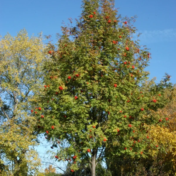 Sorbus aucuparia – Sorbier commun, Sorbier des oiseleurs