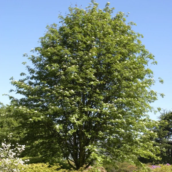 Sorbus commixta – Sorbier du Japon
