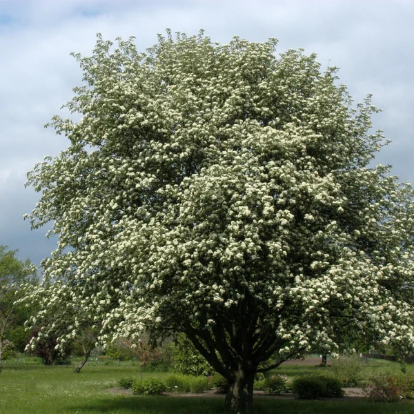 Sorbus intermedia – Sorbier de Perse, Alisier de Suède
