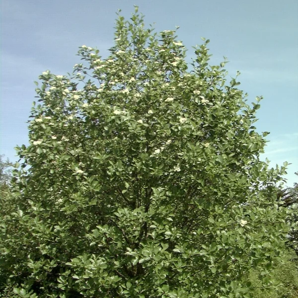 Sorbus latifolia – Alisier de Fontainebleau