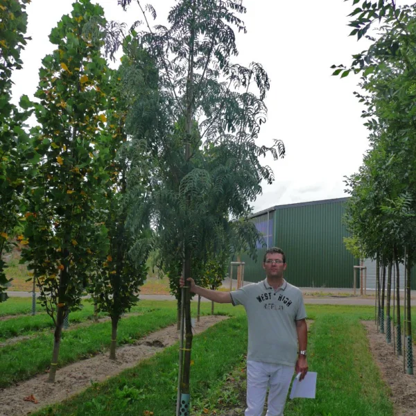 Sorbus 'Chinese Lace' – Sorbus 'Chinese Lace'