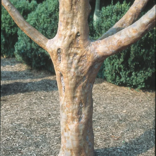 Stewartia monadelpha – Stewartia monadelpha