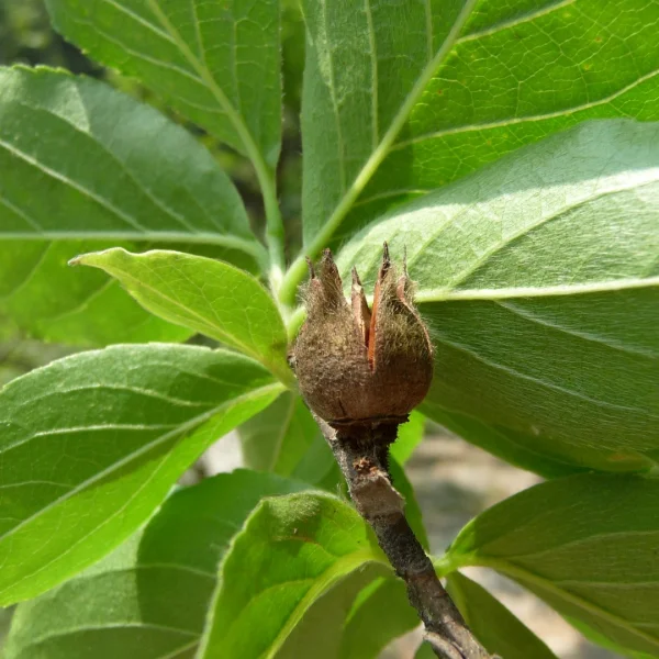 Stewartia sinensis – Stewartia sinensis
