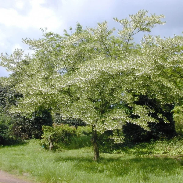 Styrax japonicus – Arbre aux clochettes d’argent