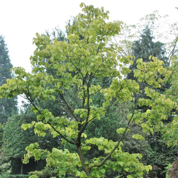 Styrax obassia – Alibouvier à grandes feuilles