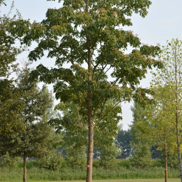 Tetradium daniellii &ndash; Arbre à miel