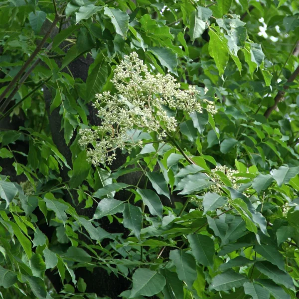 Tetradium daniellii – Arbre à miel